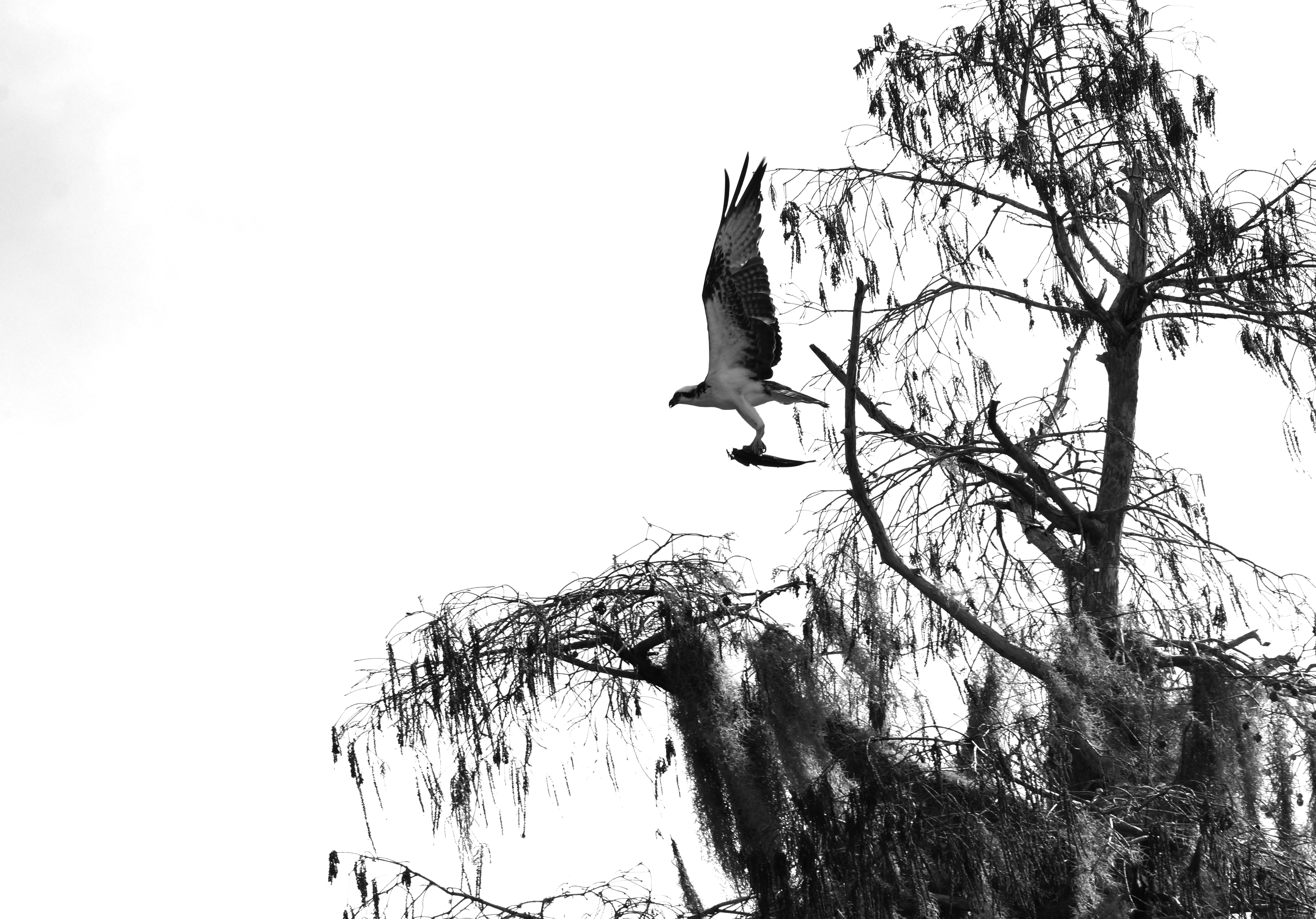 see ya lator&nbsp;gator